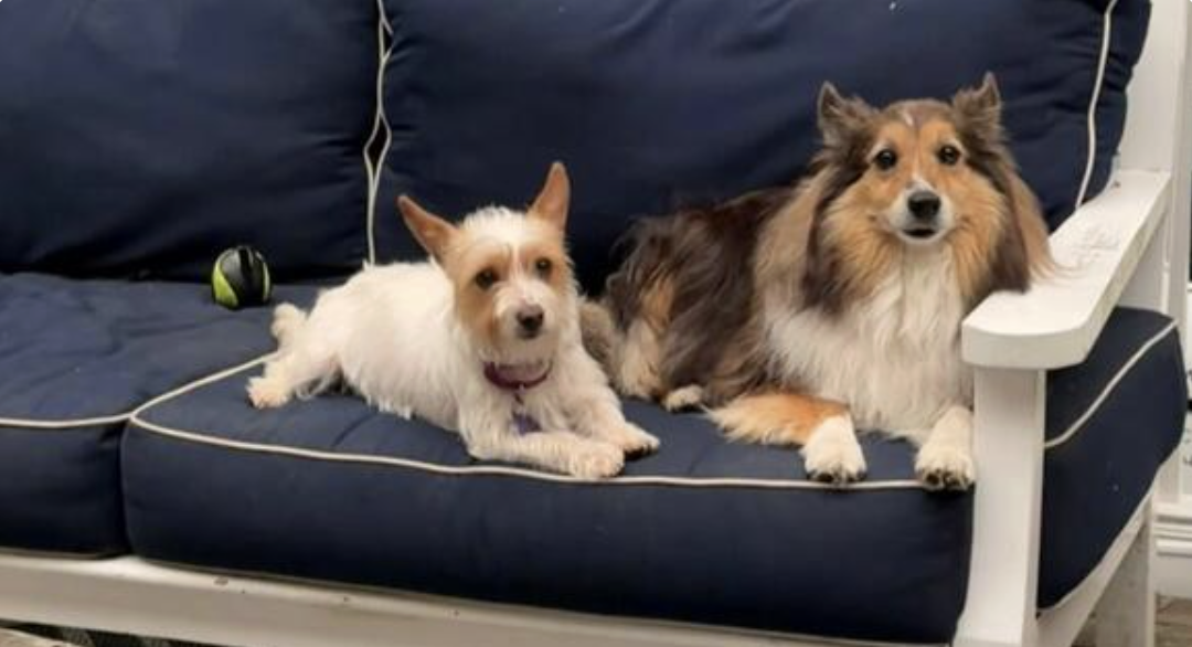 Booger Sugar the Sweet & Cuddly Little Dog is Still Looking for Love