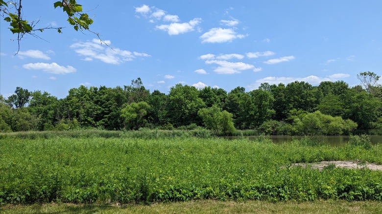 Between Indianapolis and Peoria is Illinois' Lake State Park with forest camping, scenic trails, and fishing