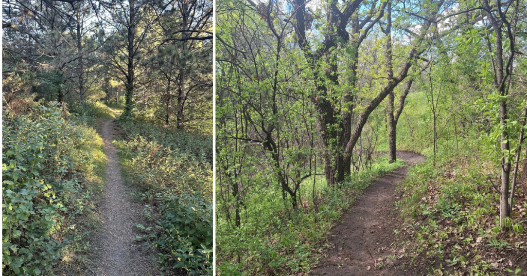 Sleepy Hollow Trails in North Dakota curves through the woods.