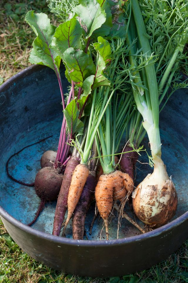 Harvested beets, carrots, and onions