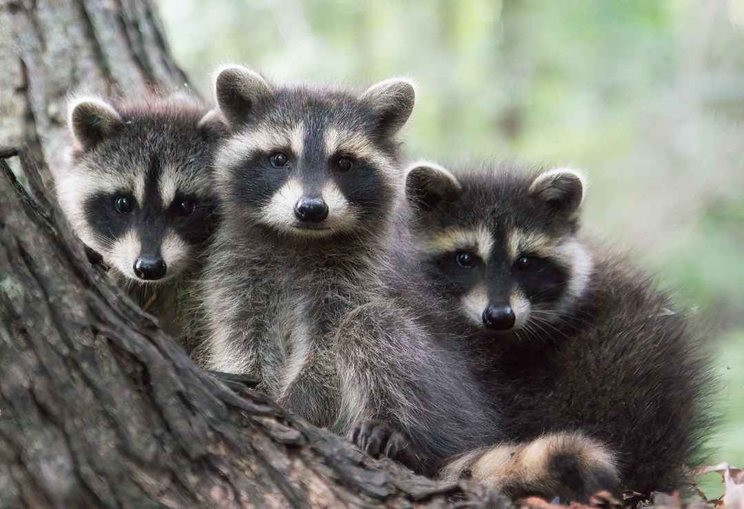 Jimothy is the weird little raccoon we need in these dark times