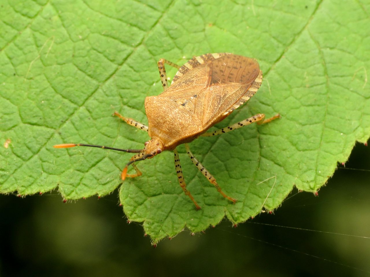 Squash Bug Adult