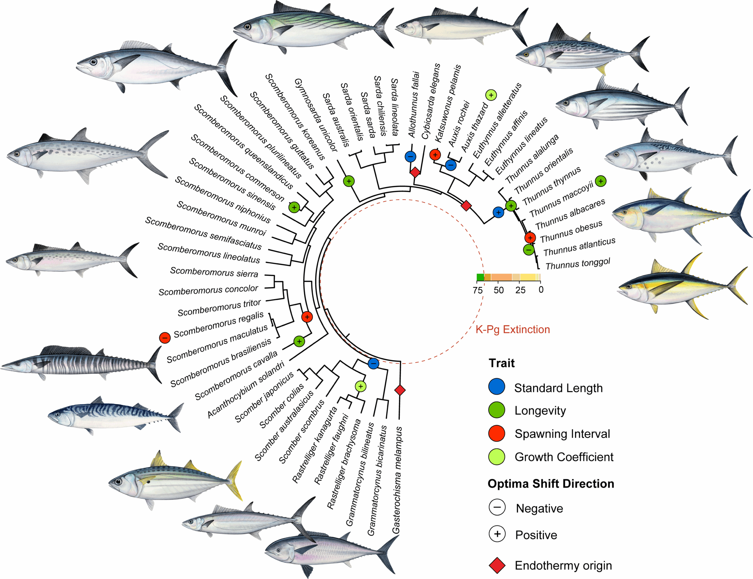 Tempo of trait shifts in Scombridae. Inferred histories of significant trait optima shifts across Scombridae plotted on the time-calibrated phylogeny of this clade. (CREDIT: Proceedings of the Royal Society B)