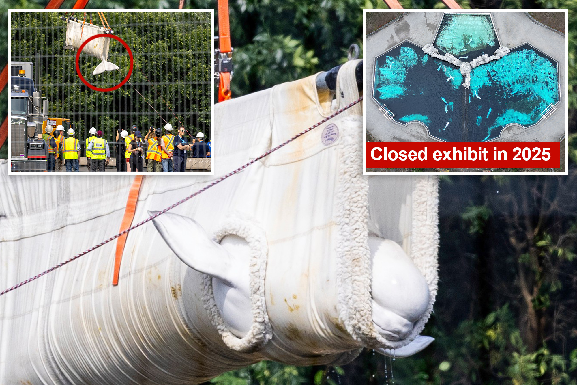 Beluga whales lifted out of defunct theme park to begin journey to new homes in US
