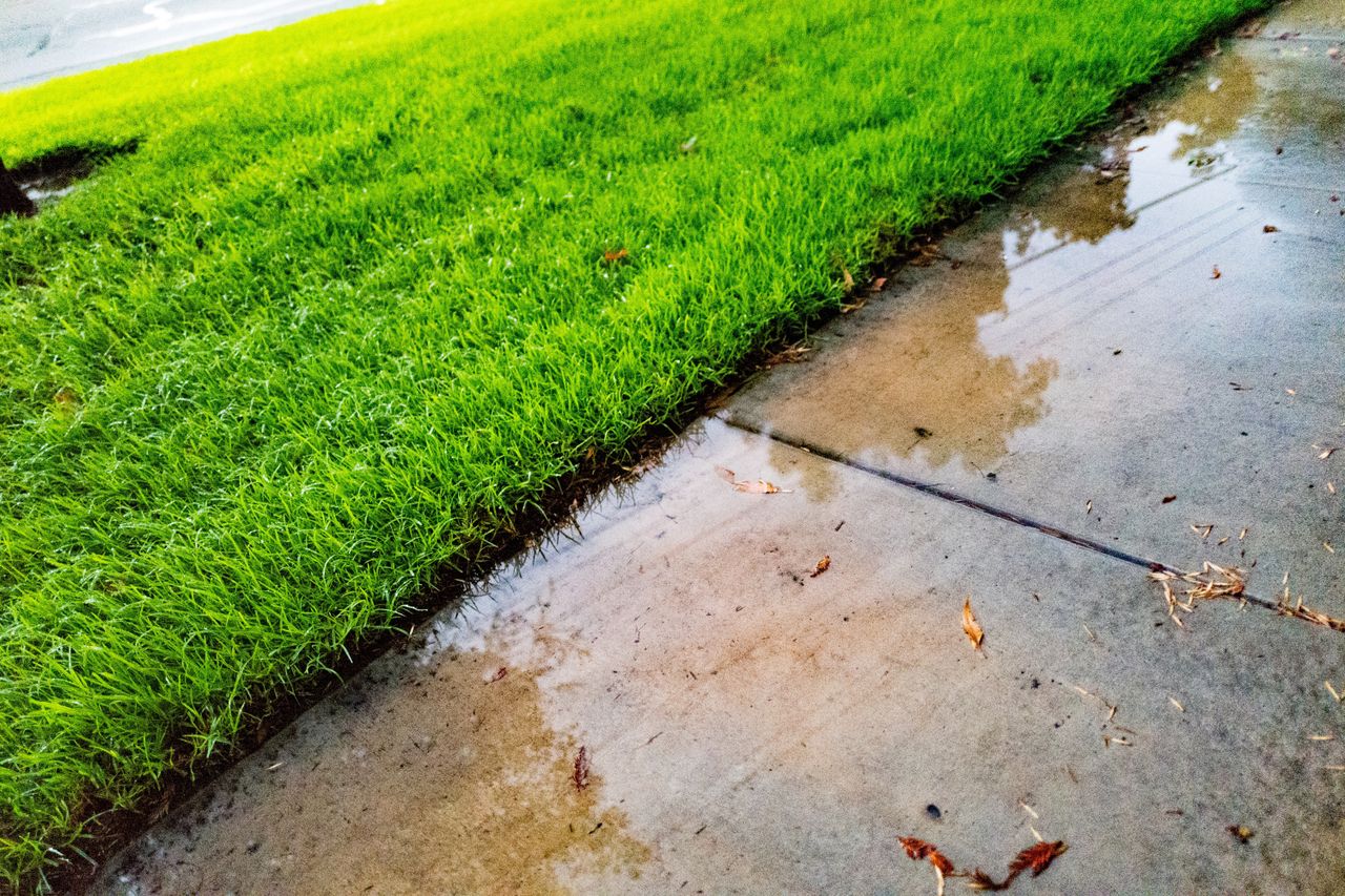 Wet lawn and sidewalk