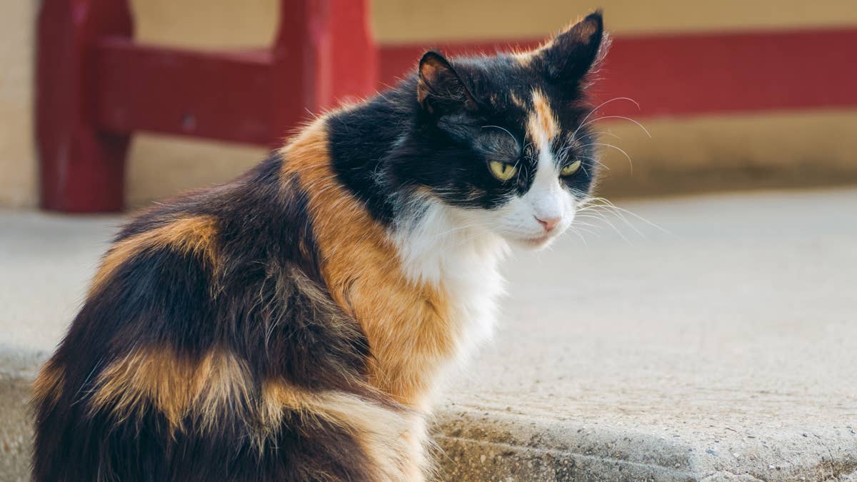 This Calico Cat’s Tough-Girl Act Falls Apart Around Her Puppy Brother
