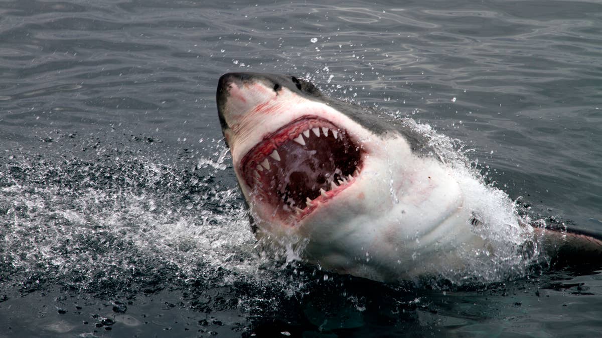 Record-Breaking 14-Foot Great White Shark Spotted Near Vacation Hotspot