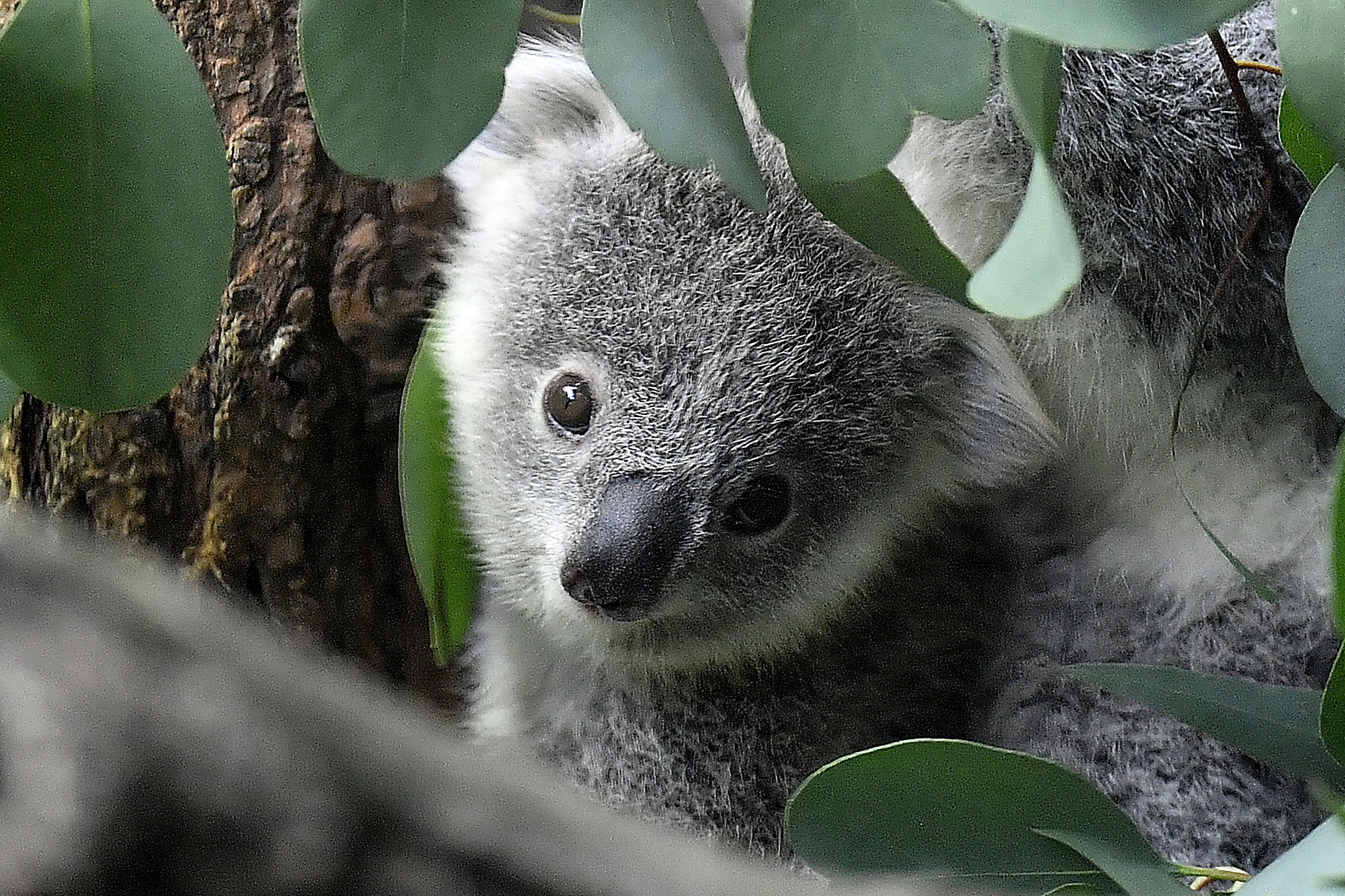 A young koala looks through eucalyptus leaves in a zoo in Duisburg, Germany, Friday, Sept. 28, 2018. ©AP Photo/Martin Meissner, File