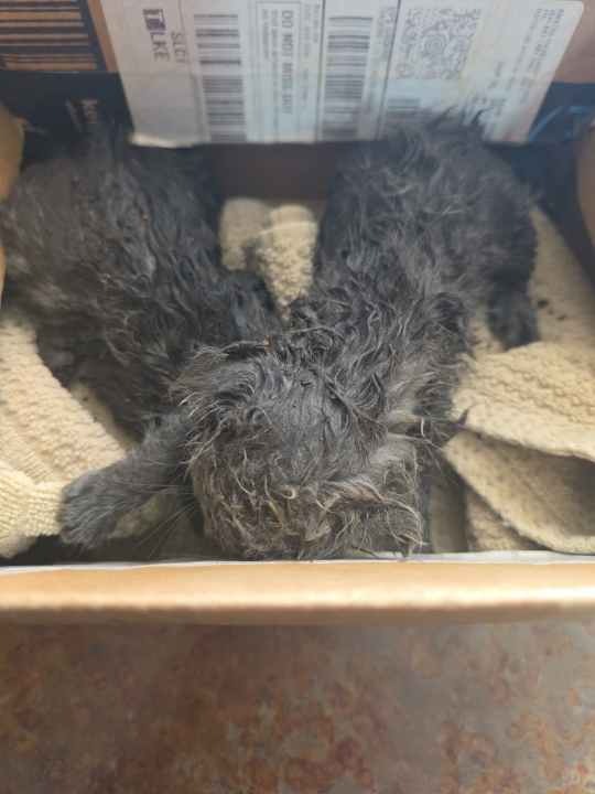 ‘They were little balls of mud and ash’: Kittens rescued after being washed away during Beaver County flood