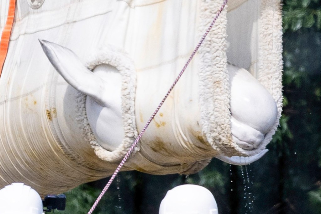 AP_Ontario_Beluga_Whale_151_--b7167-0 1 copy
