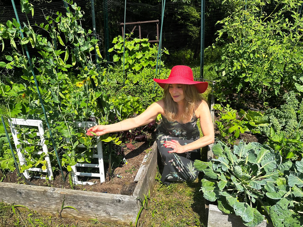 A woman wearing a red hat is tending plants in a vegetable garden