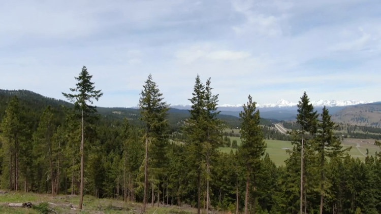 US Capitol Christmas tree will come from Idaho's Nez Perce-Clearwater National Forest