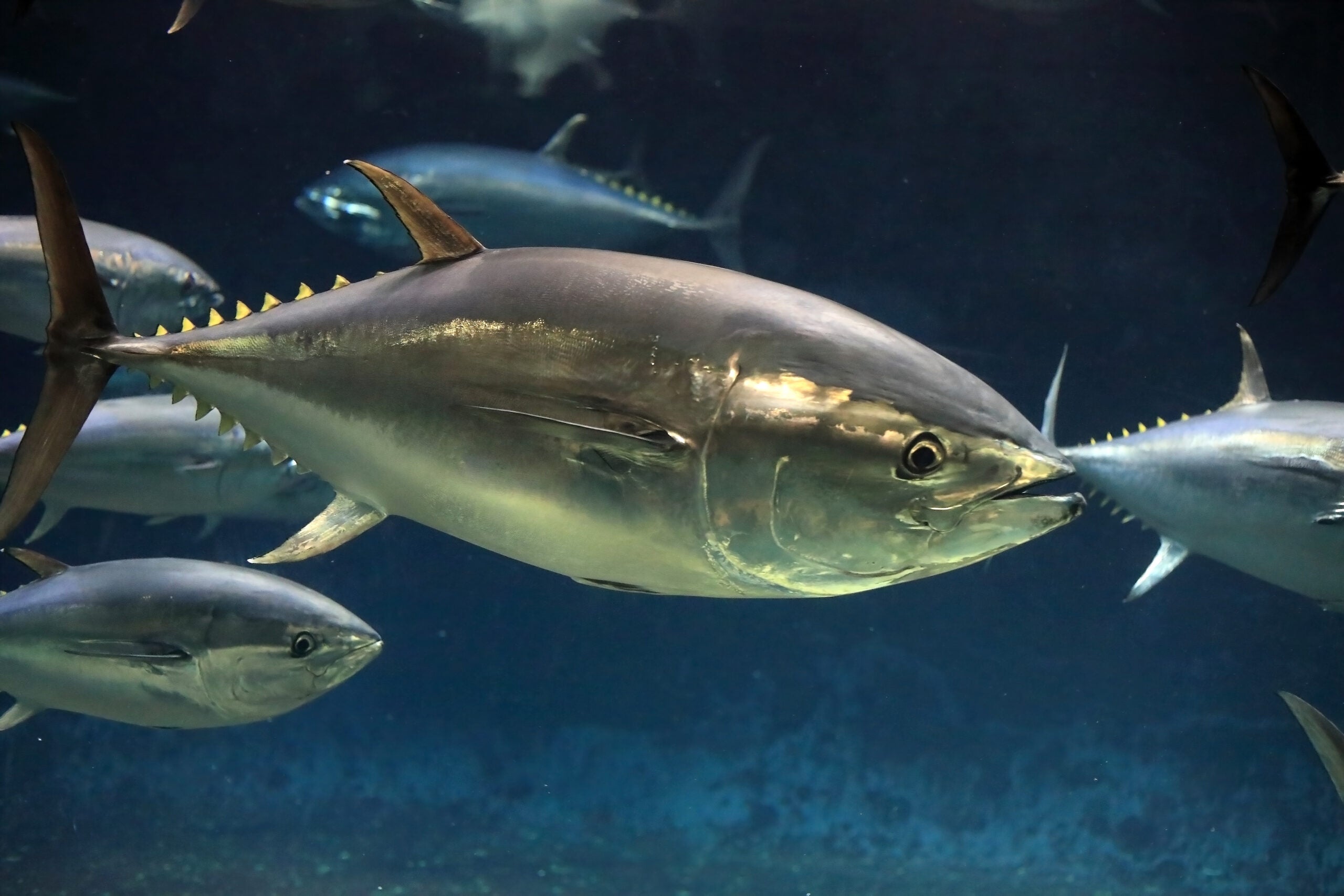 Tunas became large, warm-blooded predators long after the dinosaur extinction