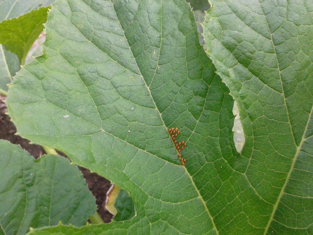 Squash Bug Eggs