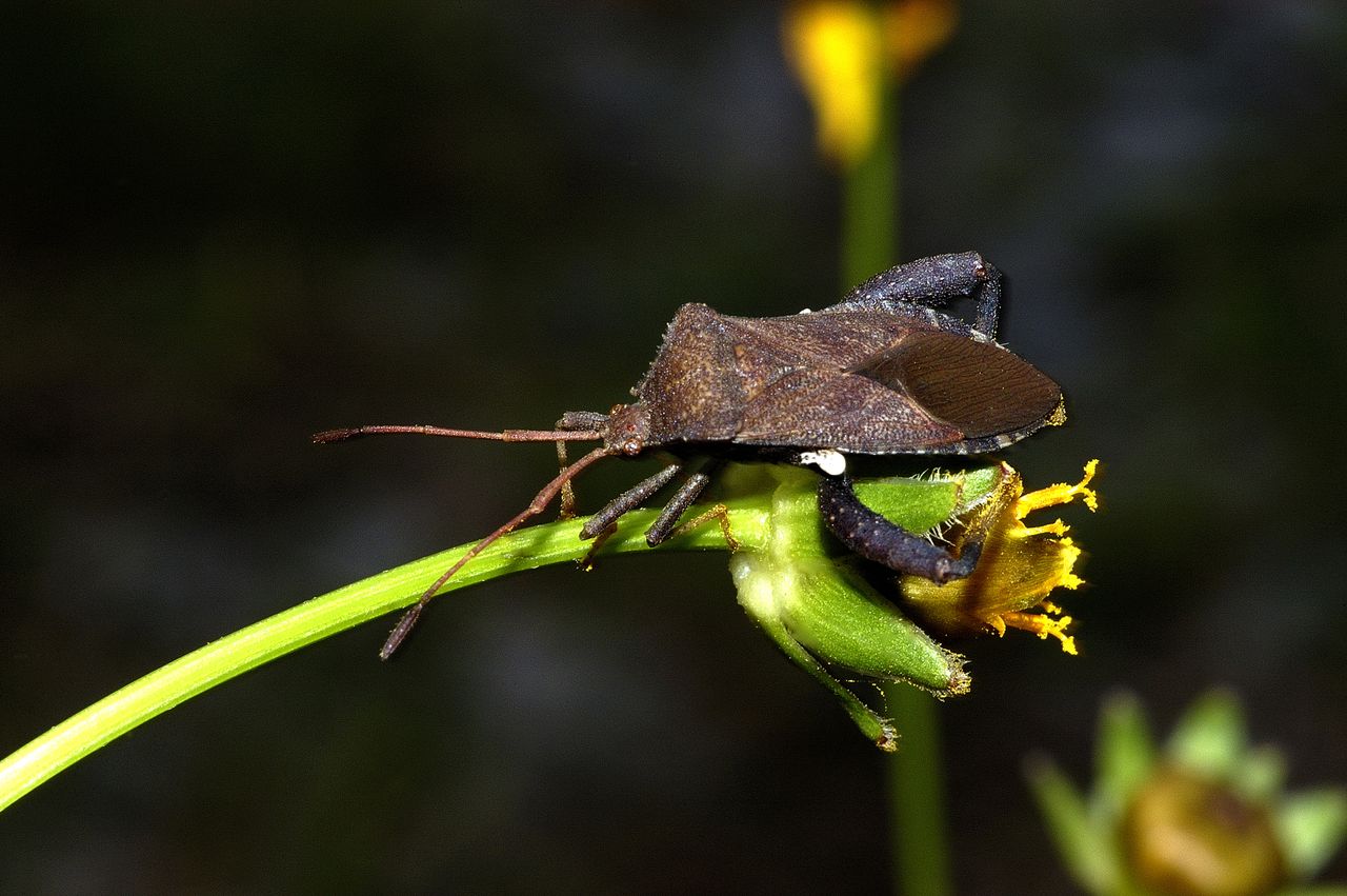 Squash bug