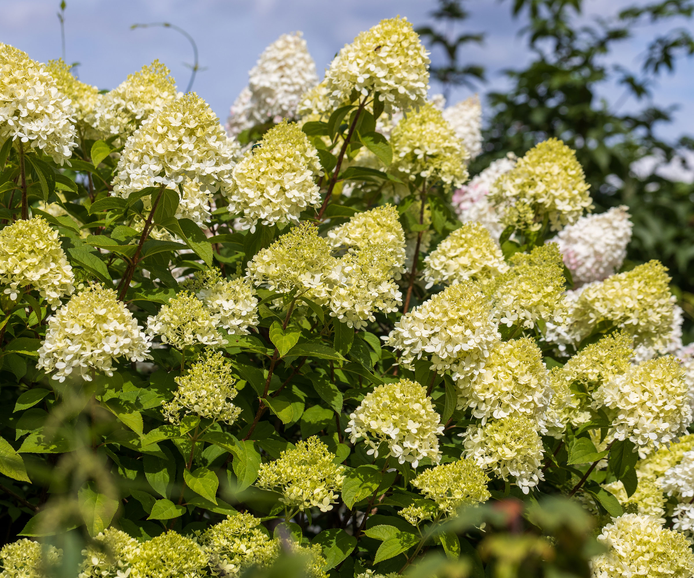 panicle hydrangea limelight showing masses of green white flowers