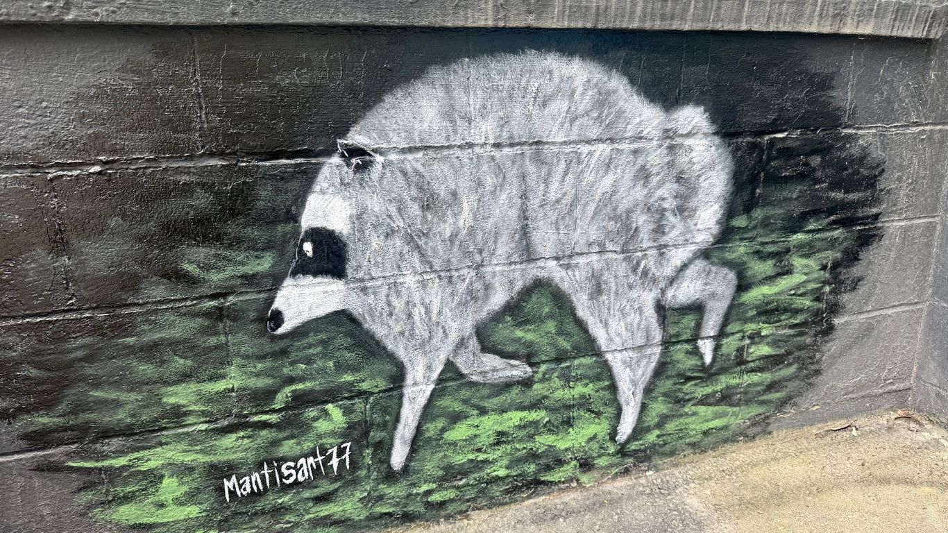 Jimothy, Seattle's viral raccoon, keeps adding to his legend
