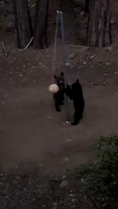 Bear cubs play tetherball in adorable moment
