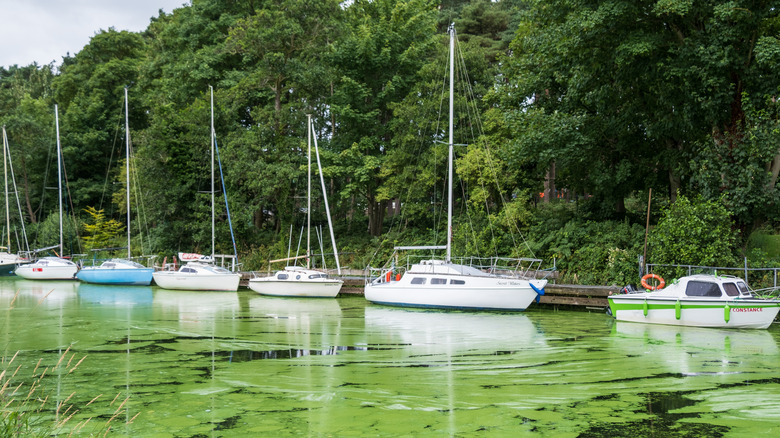 Boats moored on Lough Neagh in Northern Ireland with a carpet of thick green algae sludge atop the water