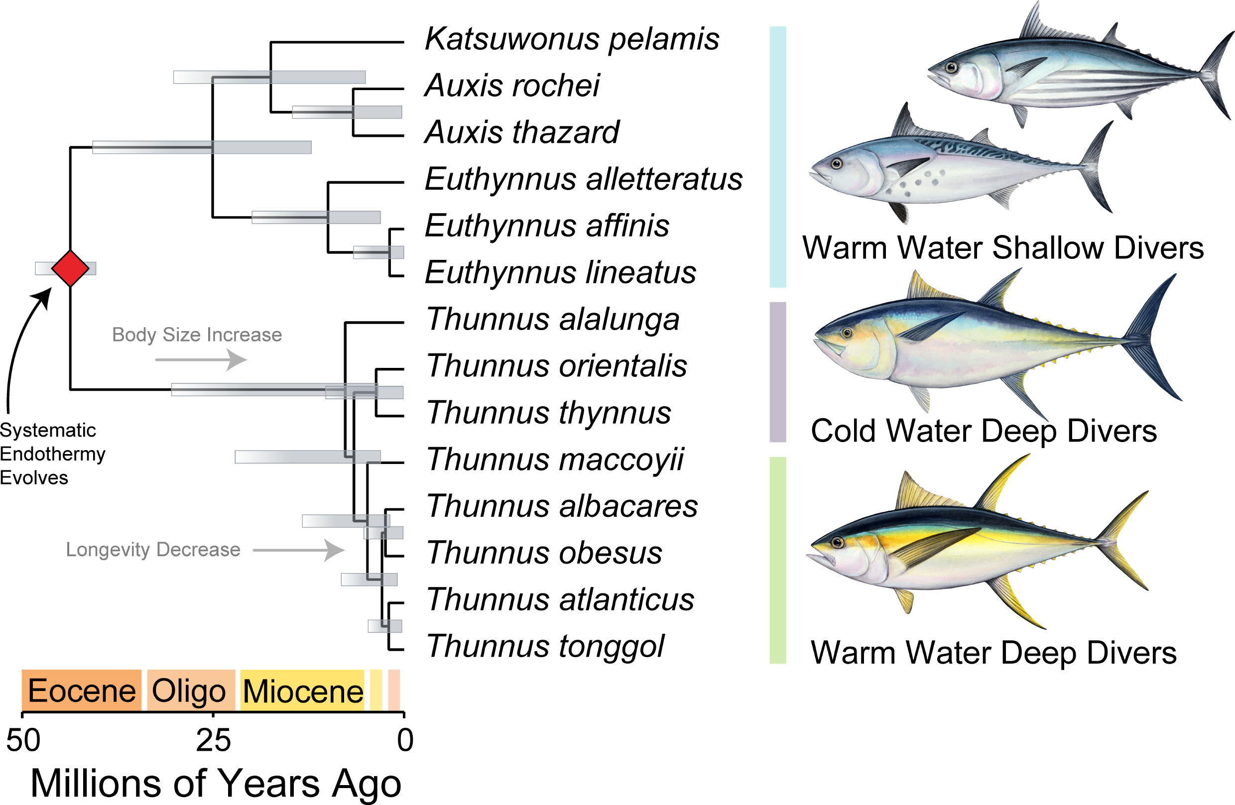 Complex trait evolution and the origin of Thunnus. Phylogeny pruned to show only the Thunnini and key events along branches. (CREDIT: Proceedings of the Royal Society B)