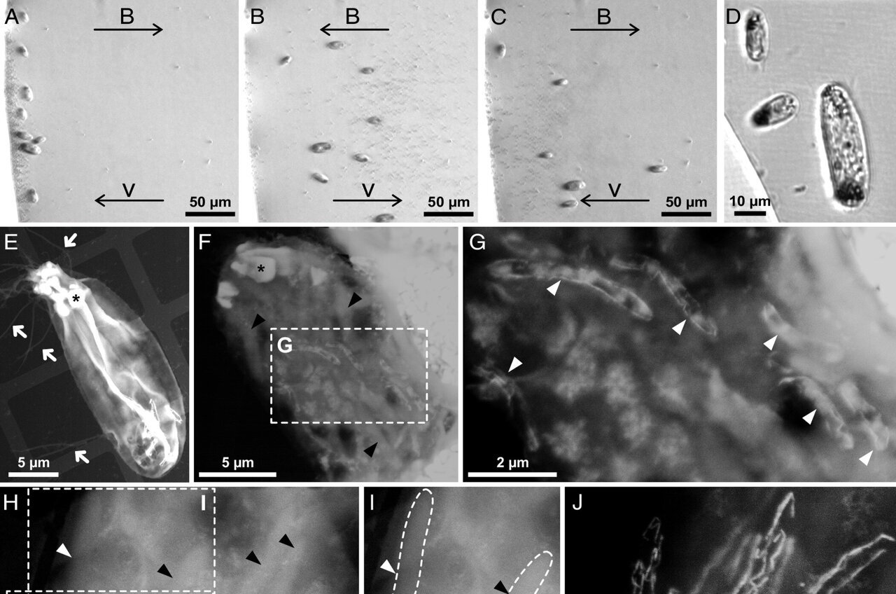 Unusual three-way bestows magnetic sense to single-celled organism