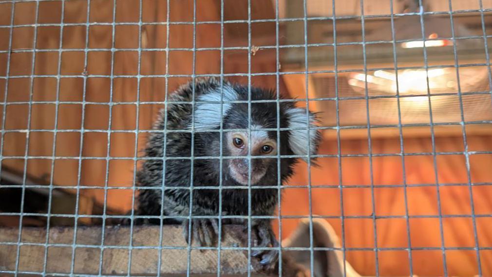 The monkey has been named Oyster