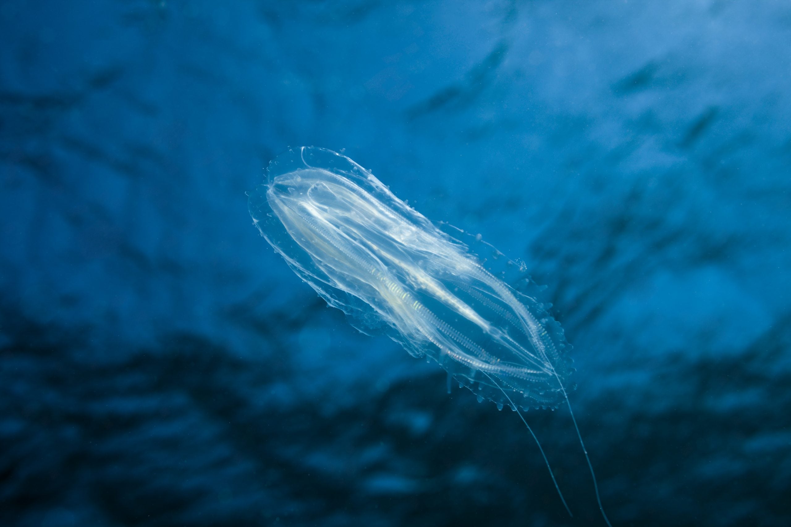 (GERMANY OUT) Comb Jellyfish, Tentaculata, Safaga, Red Sea, Egypt.
