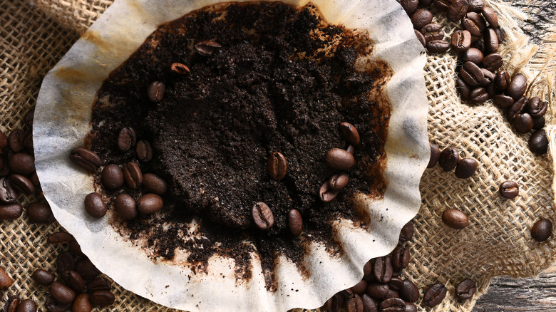 Used coffee filter filled with spent grounds