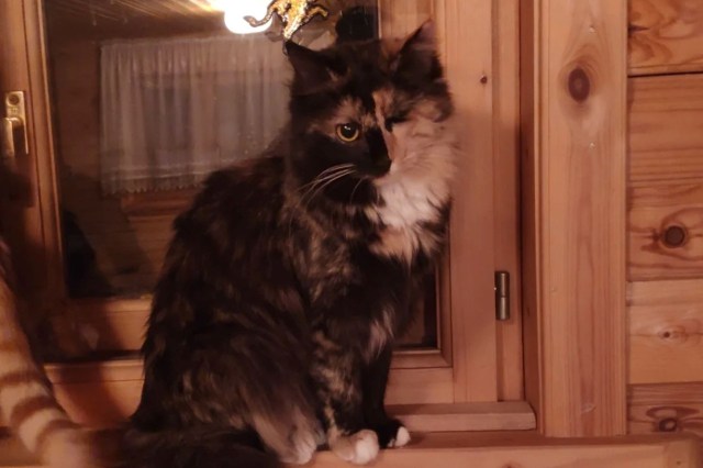 https://img-s-msn-com.akamaized.net/tenant/amp/entityid/AA28lFOg.img?w=640&h=426&m=4&q=88