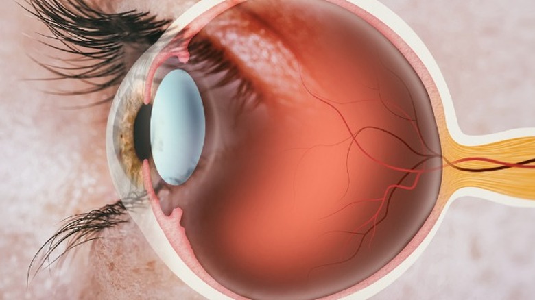 What Does It Mean If You Have Two Pupils In One Eye?