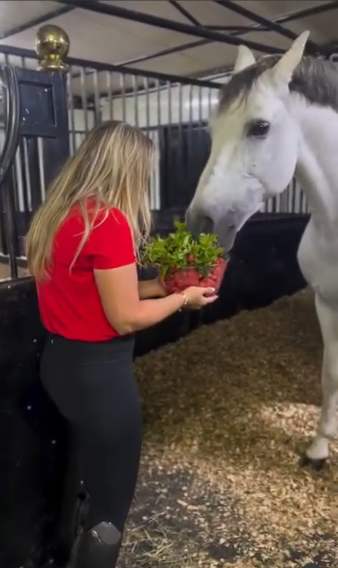 Refreshing watermelon mint salad treats horses love