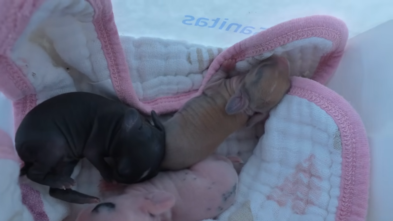 These baby bunnies were left alone - so they stepped in to save them