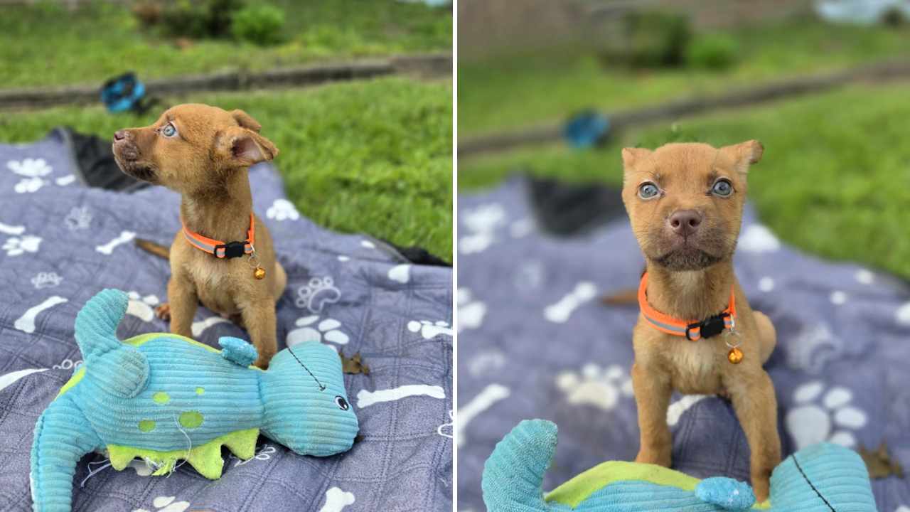 Tiny 6 lb Miniature Pinscher Mix Puppy is Looking for Love