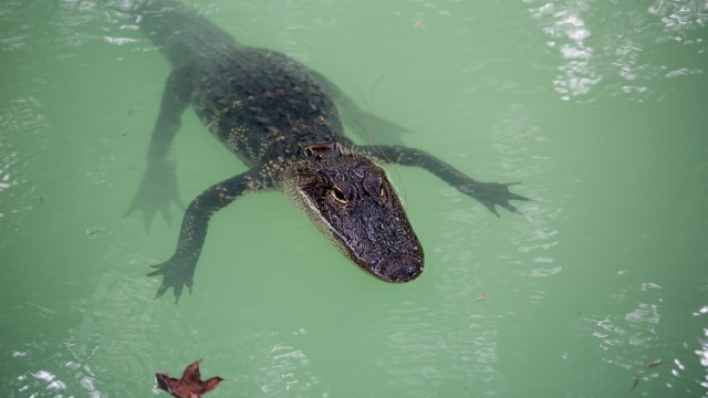 Ring camera spots 9-foot alligator in Florida pool after it crashes through screen
