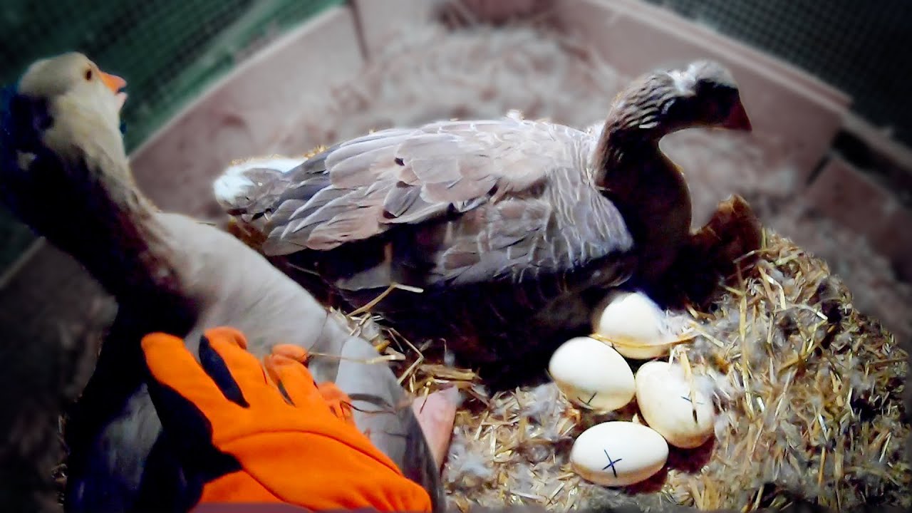 Witness the incredible journey of eggs hatching on a farm