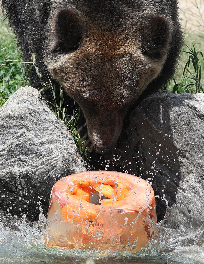 Animals in hot weather