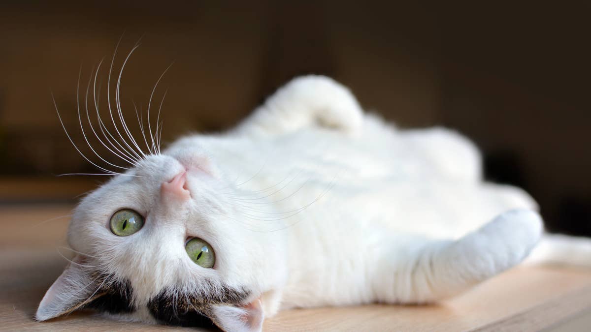 Nurturing Cat Rolls Over to 'Offer Her Milk' Every Time the Newborn Baby Cries