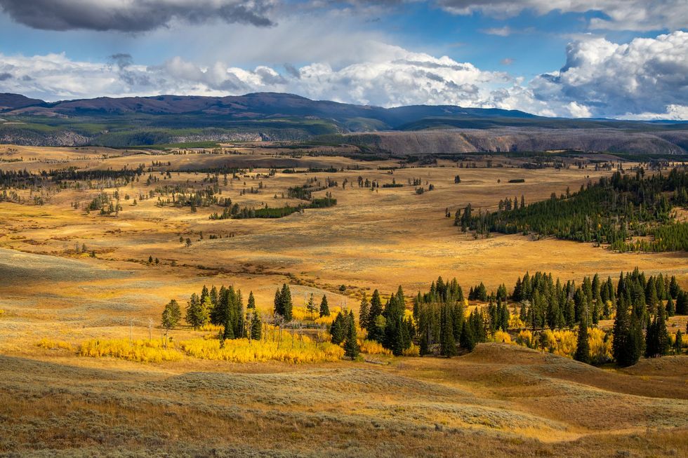 Yellowstone | Source: GETTY