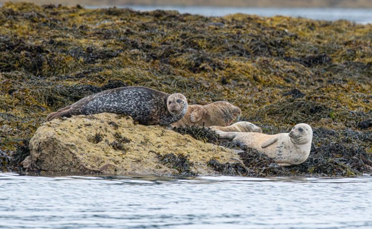 Grey seals are common on the Mull of Kintyre (Photo: FotoGablitz/Getty Images)
