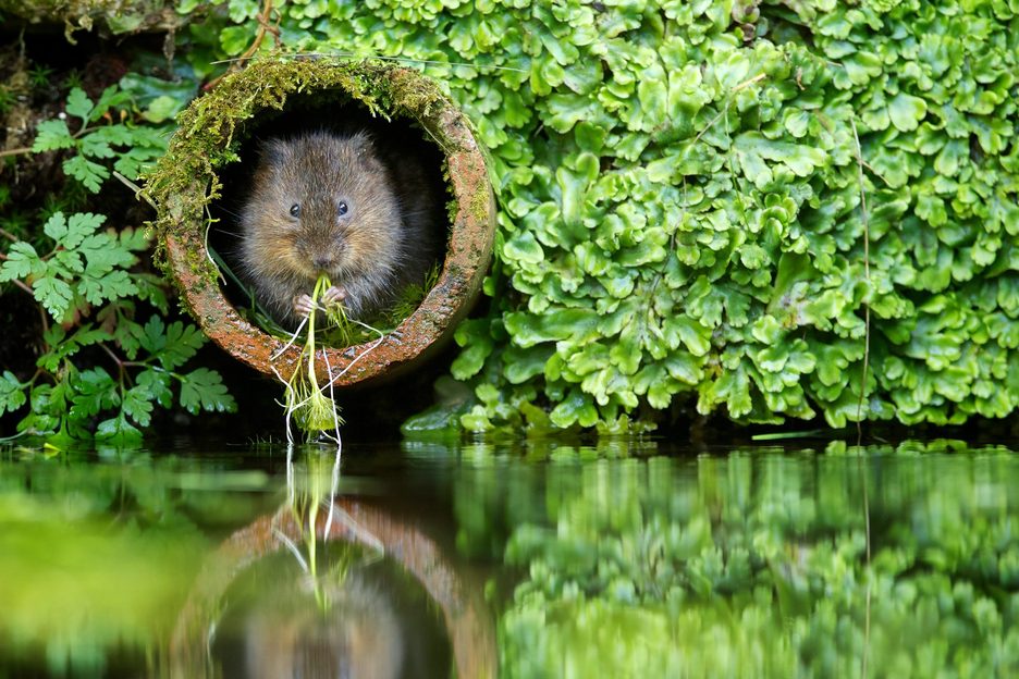 Canals were built for industry, but have become a lifeline for ...