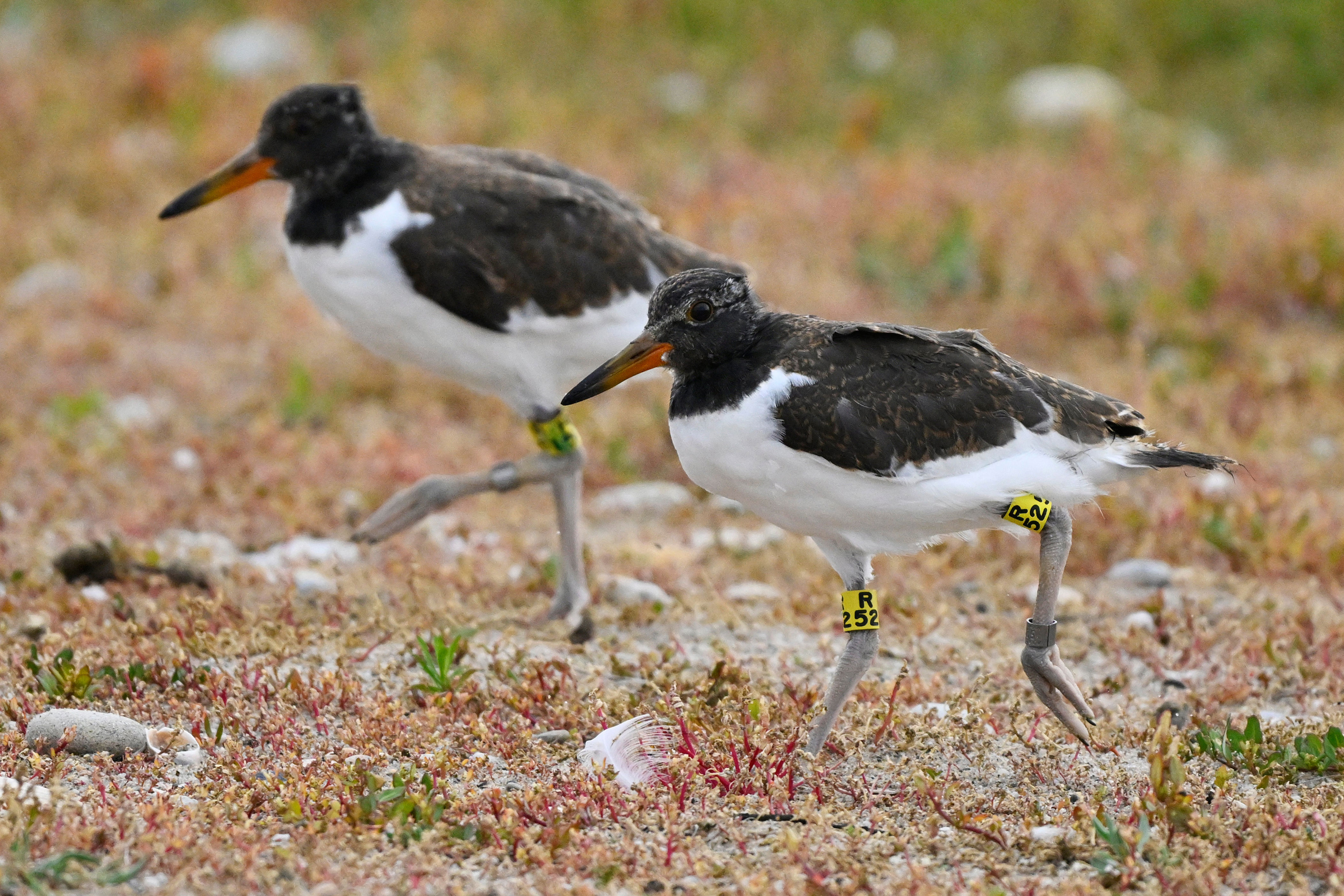 The birds were largely wiped out in New England by the turn of the 20th century due to hunting and egg collecting but their numbers are rising (Copyright 2026 The Associated Press. All rights reserved.)