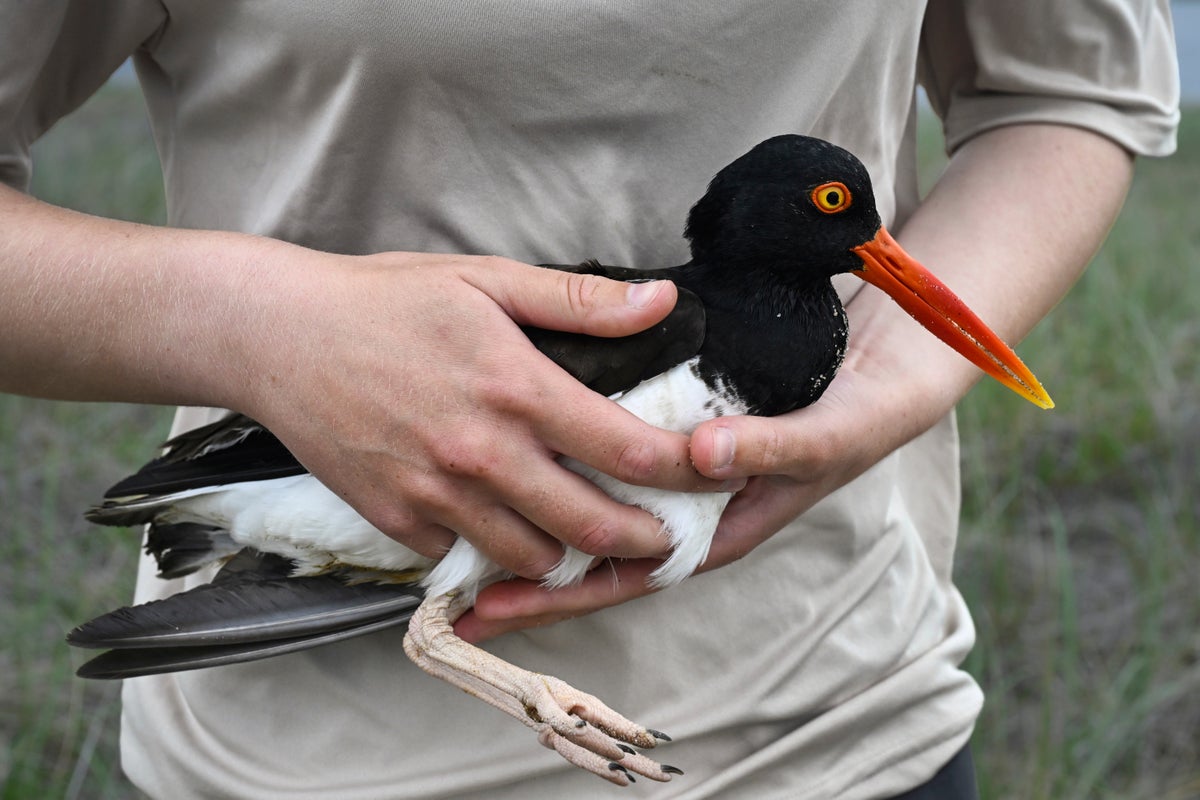 Climate Shorebird Revival