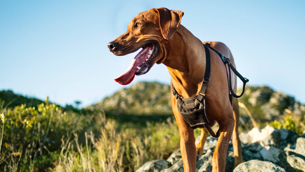This Industrial-Grade Magnetic Dog Harness Is a Total Game-Changer for Daily Walks