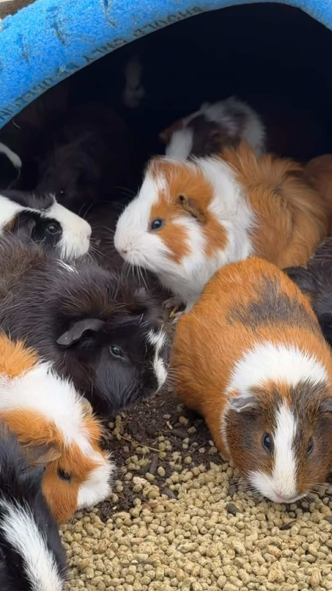 The daily life of free range guinea pigs