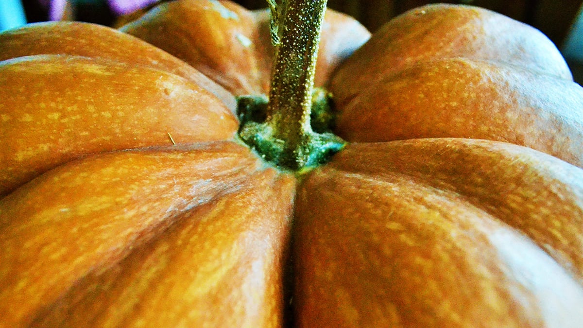 Pumpkin peel offers an incredible new way to keep food fresh, study shows