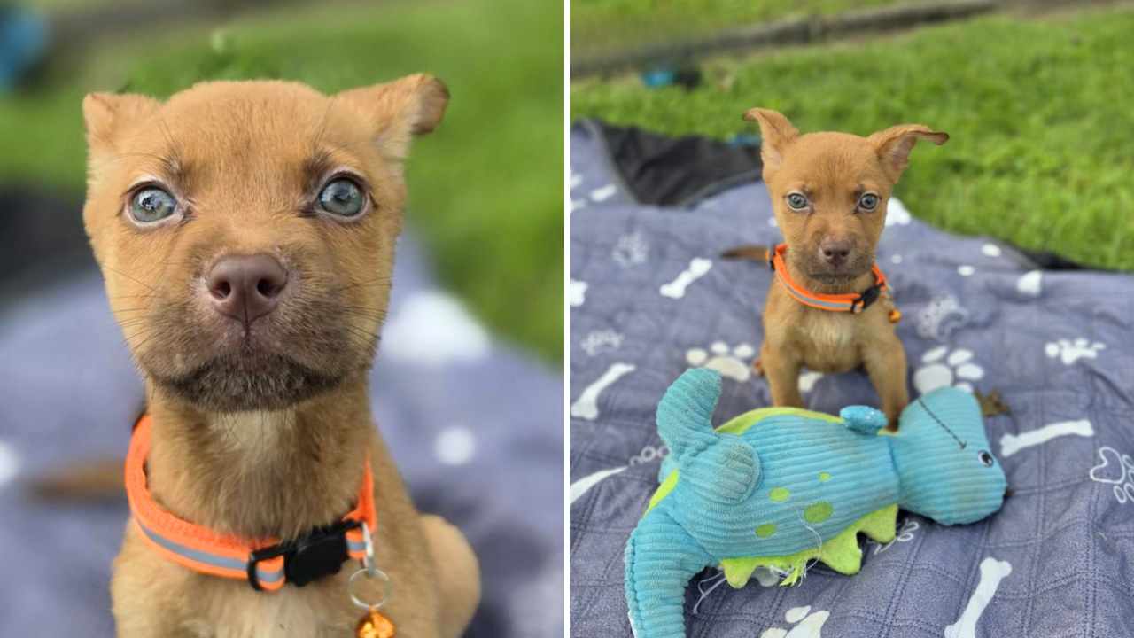 Tiny 6 lb miniature pinscher mix puppy is looking for love
