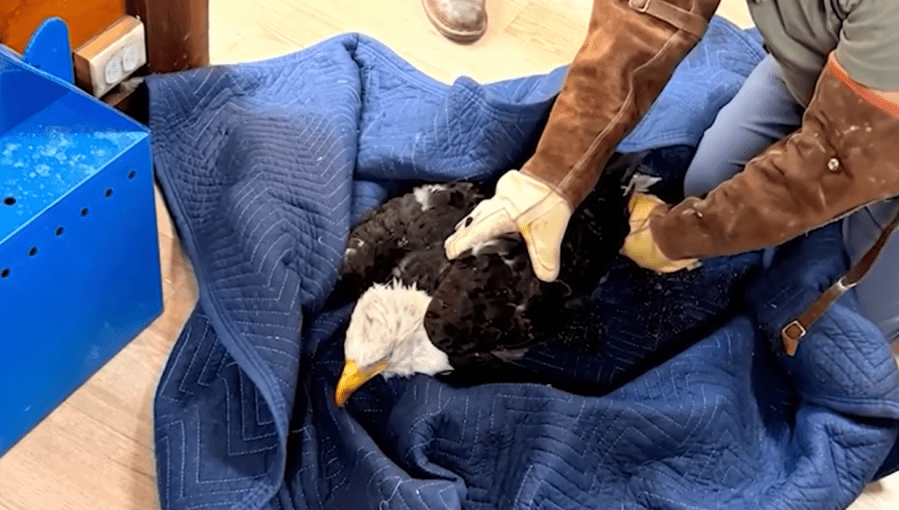 Wildlife center caring for Jackie the bald eagle receives tens of thousands of dollars in donations