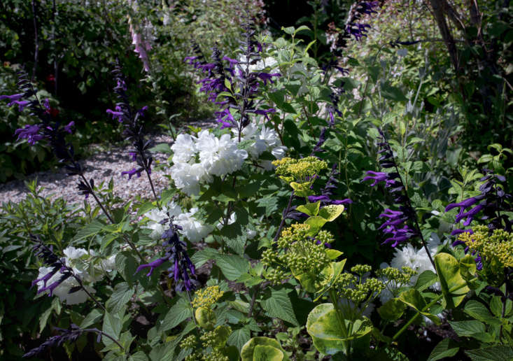 Cape Cod Cottage Garden salvia