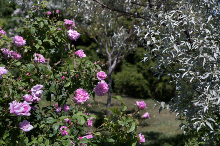 Cape Cod Cottage Garden Quick Silver Pink Rose