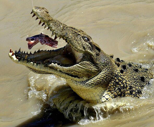 This photo taken 21 July 2003 shows a mature saltwater crocodile being enticed by meat, in the the murky waters of the Adelaide